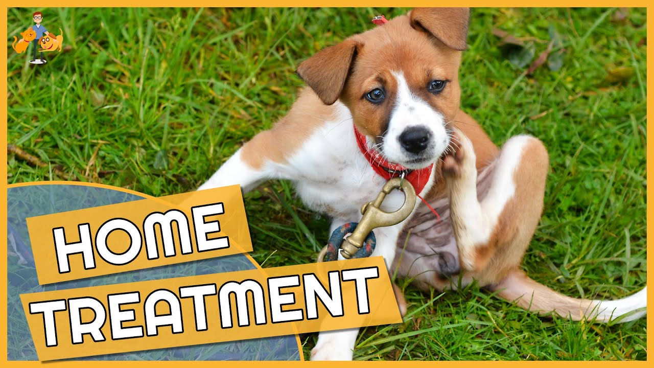 Dog Skin Allergy Home Remedies – Cure their Itch!