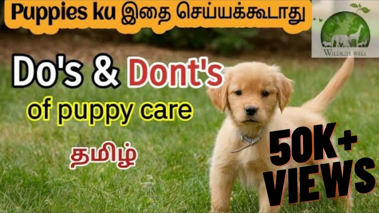 Do’s and Dont’s of Puppy Care tamil | Tips for puppy care | Puppy videos | puppy tips for beginners