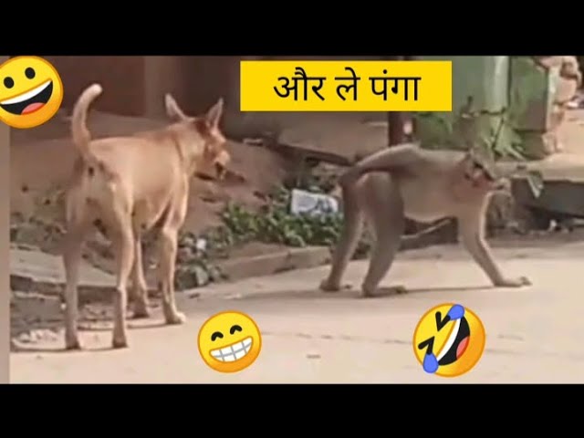 funny dog vs monkey video ll funny video ll comedy videos ll zili funny video ll funny tik tok video