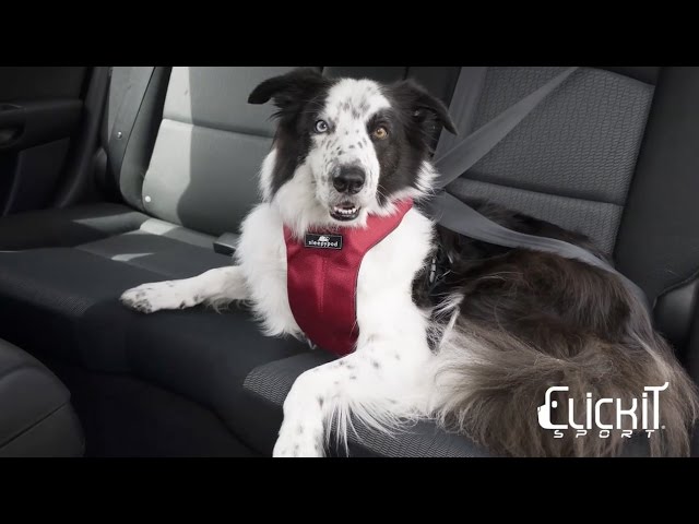 Clickit Sport dog safety harness by Sleepypod – Instructional Video