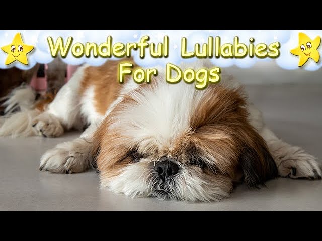 Super Relaxing Sleep Music For Shih Tzu Dogs Puppies  Calm Relax Your Pet  Lullaby For Animals