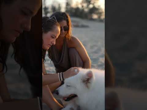 Cute dog care women video#dog #shorts #funnydogs