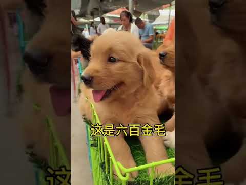 Tuna Dog! Baby dog and Cute dog fun and run to play. #short, #shortvideo