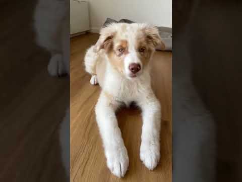 lovely #shorts #dog #dogfacts #viral #trending #dogvideos #doghealth #dognutrition #dogtraining