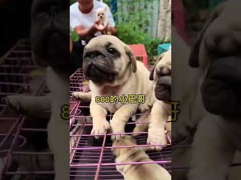 Tuna Dog! Baby dog and Cute dog fun and run to play. #short, #shortvideo