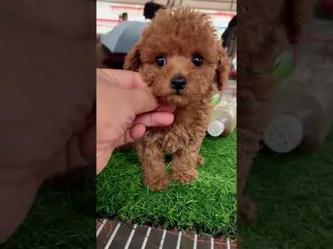 Tuna Dog! Baby dog and Cute dog fun and run to play. #short, #shortvideo