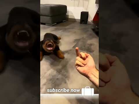 Rottweiler dog funny video ️