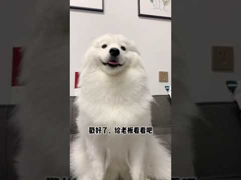 Cute funny expression of Samoyed dog  | cute humor | can’t stop laughing #2