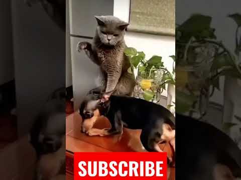 Pet Memes | Dog Funny | Cat Funny | Animal Humor | #shorts #trending #tiktok #funny #dog #cat