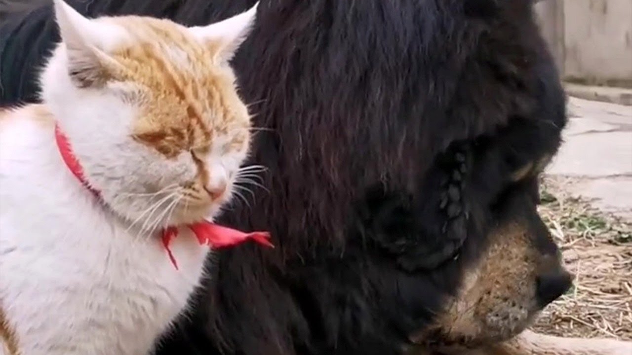 Cat Meets His Giant Dog Friend’s Puppies