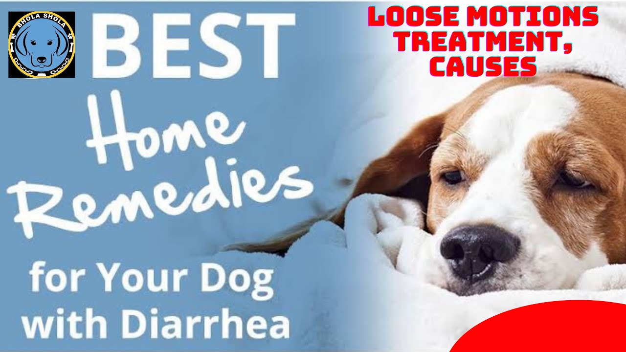 Pet care – Tips Puppy Stomach Problems – Treatment – Causes & Home Remedies – Dog to Stop Diarrhea.