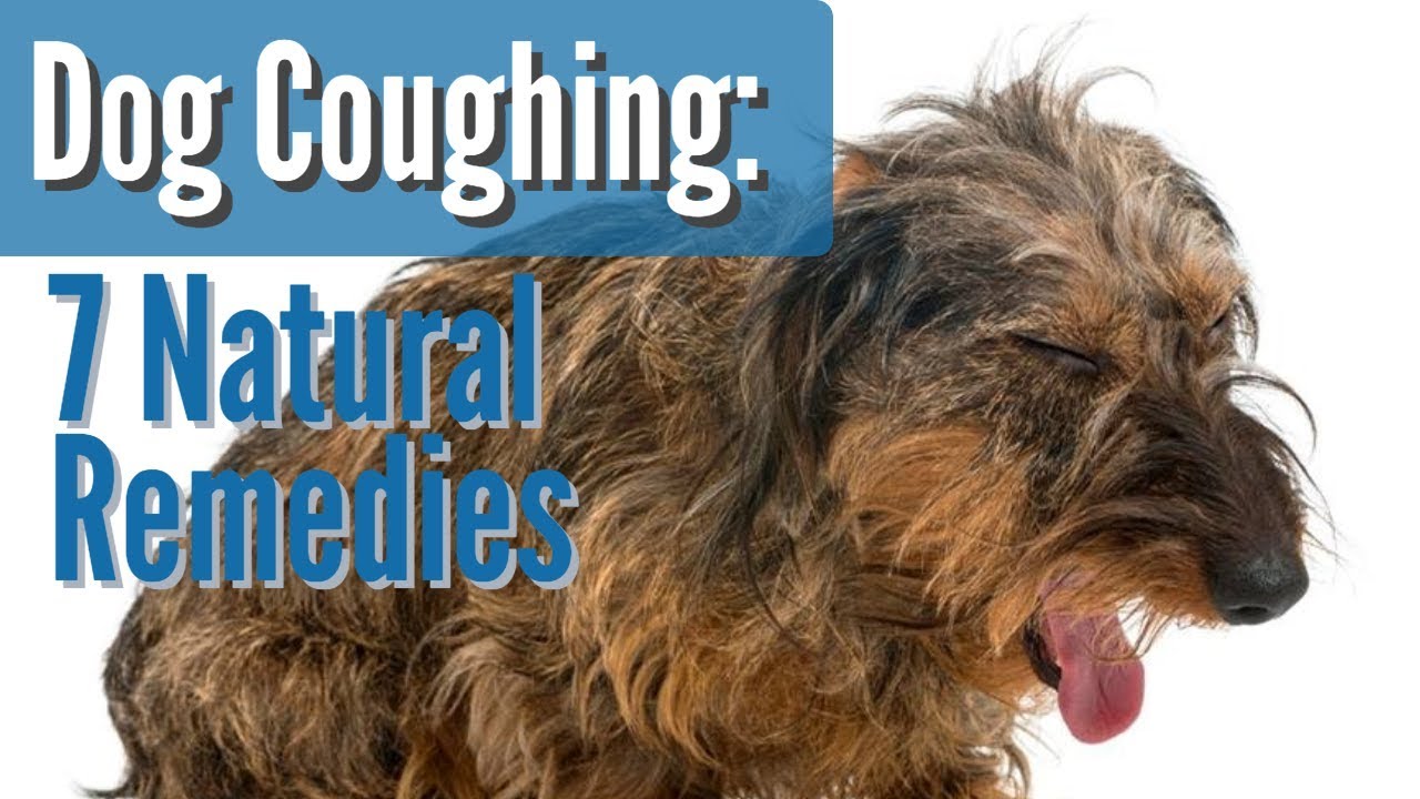 Dog Coughing: How To Quickly Stop It With 7 Natural Remedies