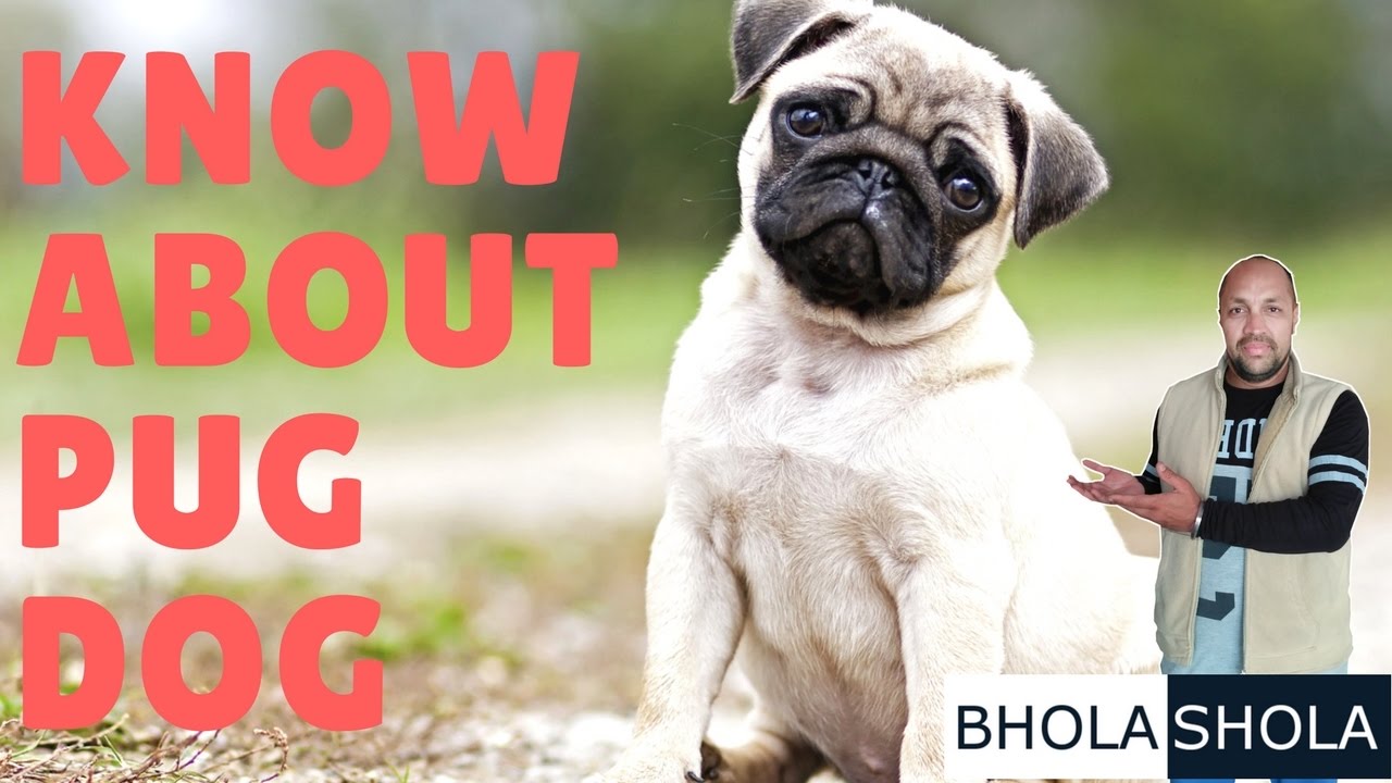 Pet care – Dog Breed – Know About Pug | Vodaphone Dog | Puppy – Bhola Shola | Harwinder Singh Grewal