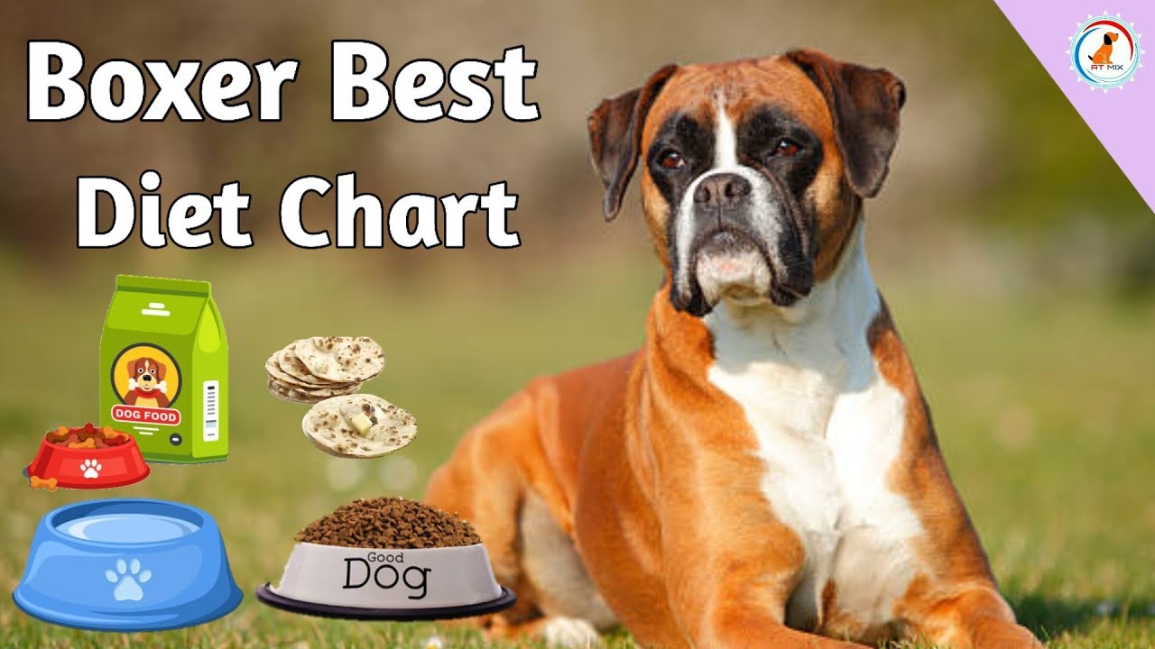 Boxer Dog Diet plan : In Hindi : Boxer Diet chart : Best diet plan