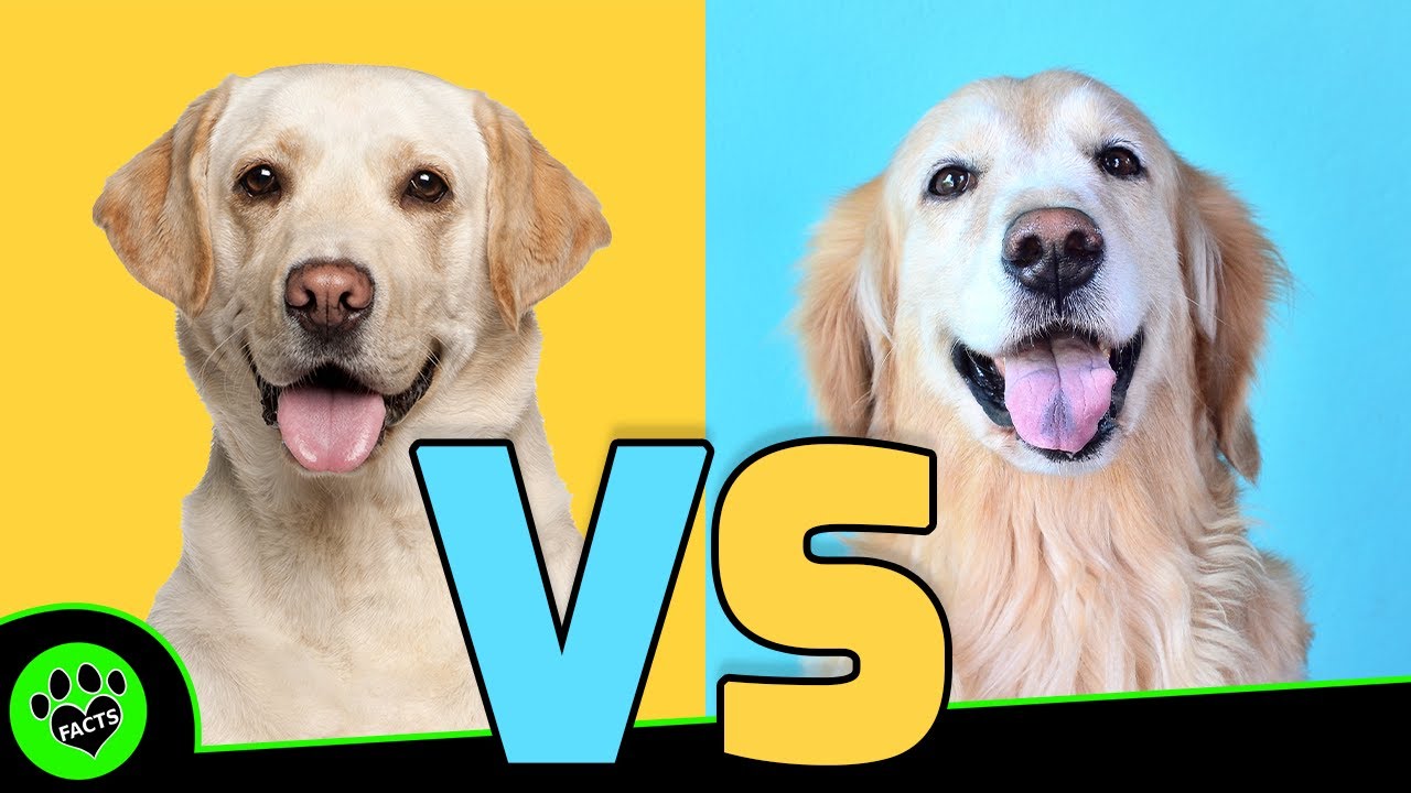 Golden Retriever vs Labrador Retriever – Which is Better? – Dog vs Dog