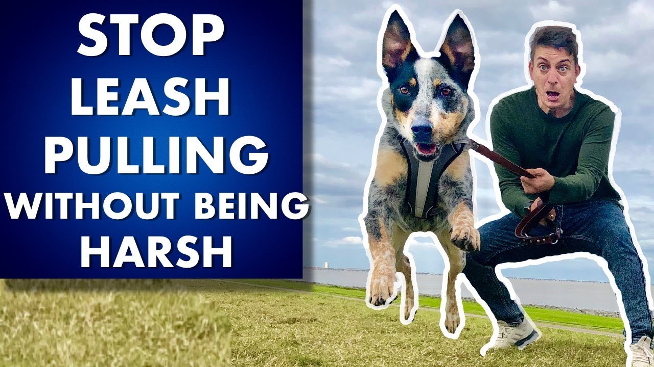 Leash Pulling Training: How To Train ANY Dog to STOP Pulling Without Being Harsh!