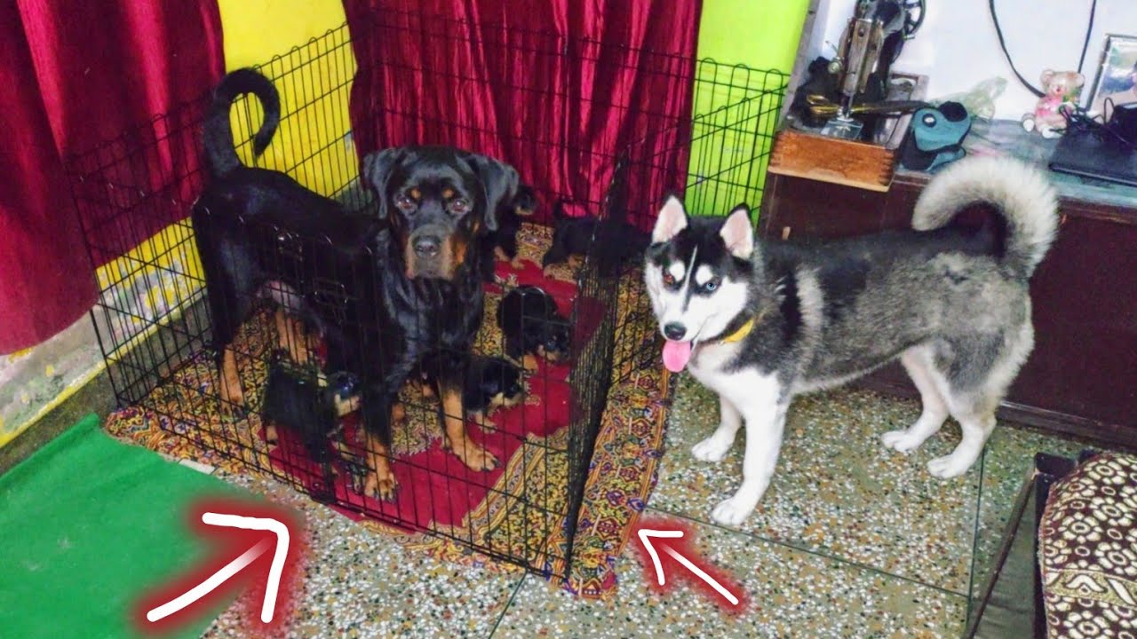 Roxy And Puppies In Jail || Dog Can talk Part 85 || QnA Alert|| Roxy Ke Puppies || Review reloaded