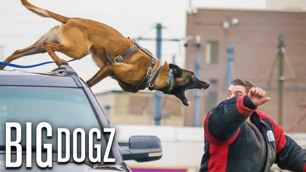 Belgian Malinois – The Guard Dogs Trained To Military Standards | BIG DOGZ