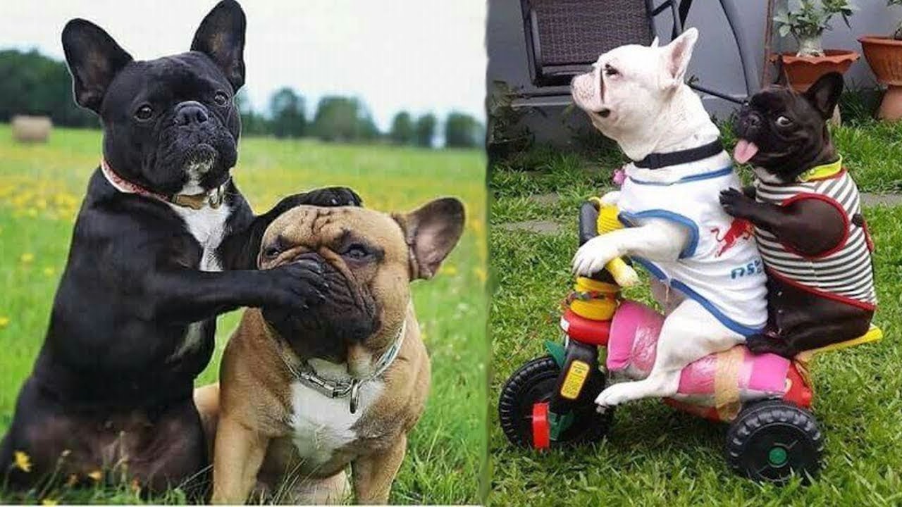 Funny and Cute French Bulldog Puppies Compilation #4 – Cutest French Bulldog