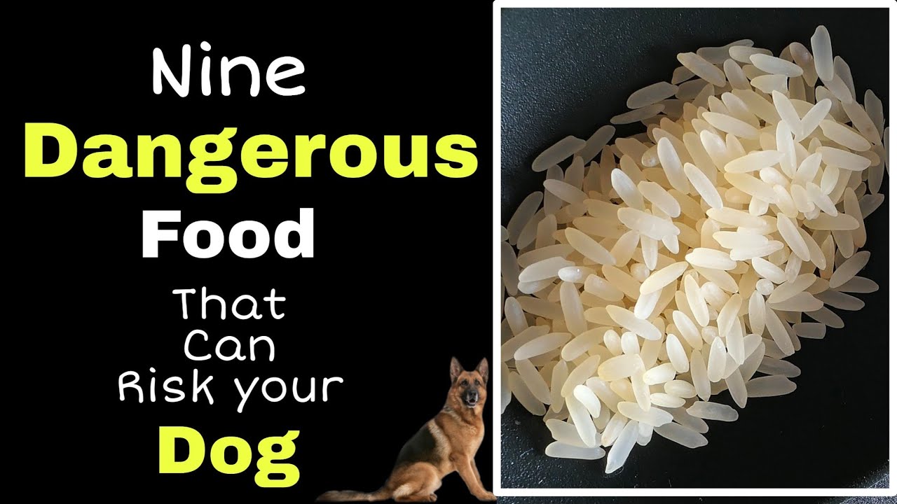 Nine food that is strictly prohibited for your dog // which you give him unknowingly