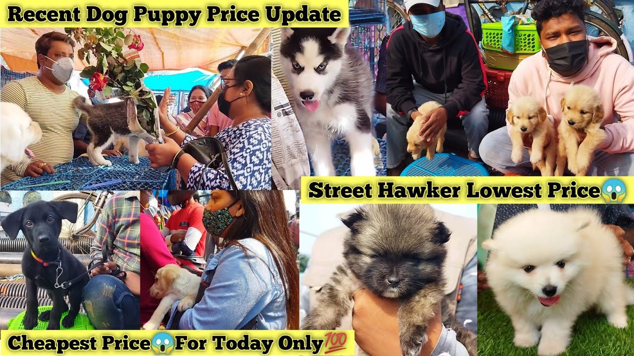 Street Hawker | Galiff Street Pet Market Kolkata | Cheap Price Dog | Recent Dog Puppy Price Update