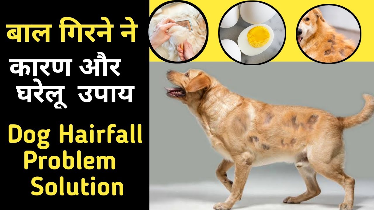 how to stop dog hair fall / dog hair loss treatment home remedies hindi / dog hair loss treatment