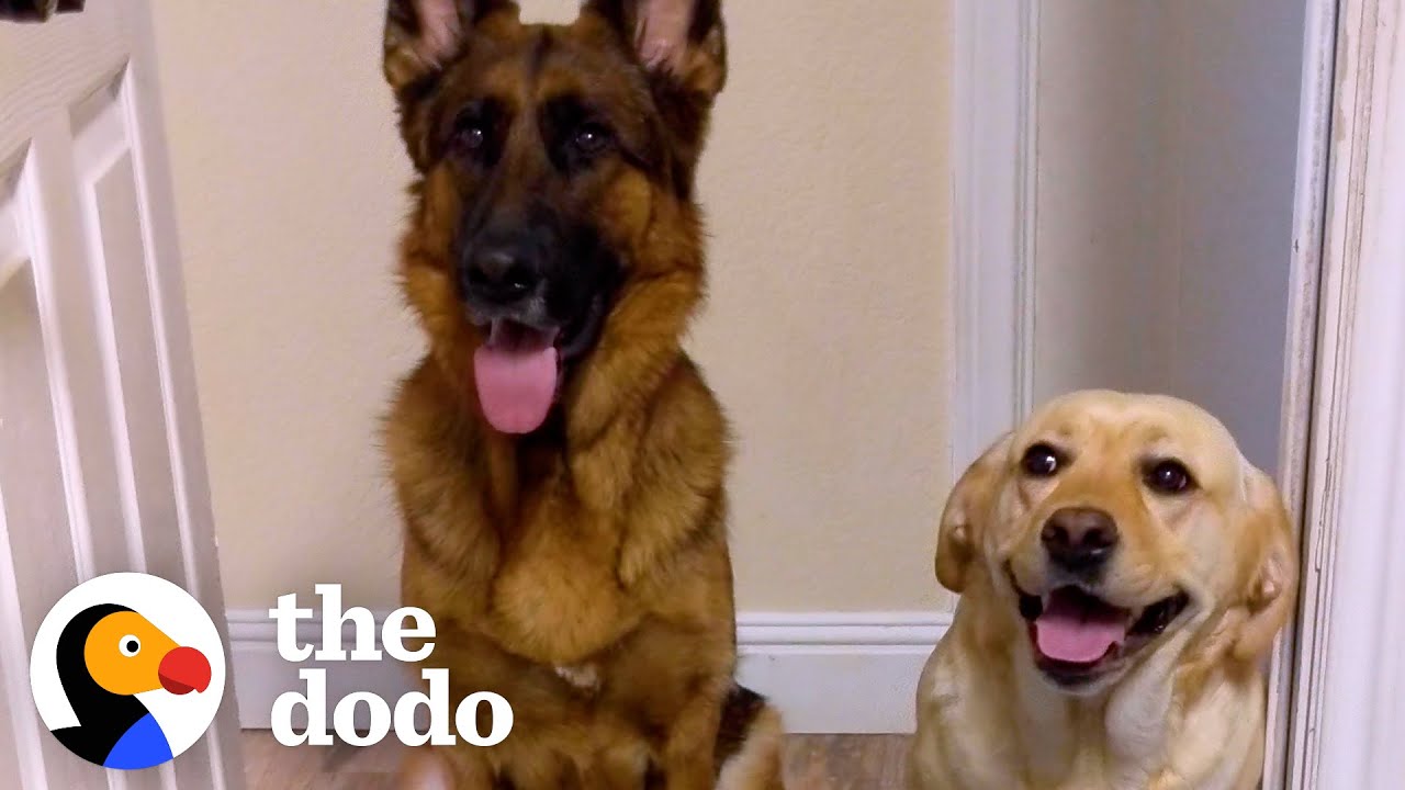 Giant Dogs Get New Baby Brother To Look After | The Dodo