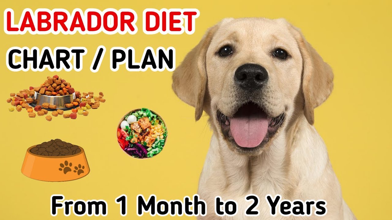 Labrador diet chart | Labrador puppy diet plan | in hindi | dog diet plan