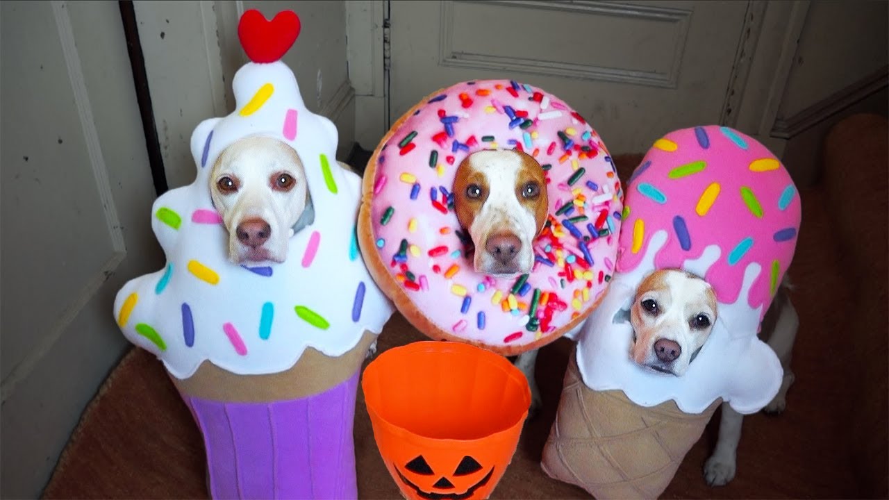 Best Dogs in Costumes Compilation! Funny Dogs Maymo, Penny & Potpie Dress Up for Halloween