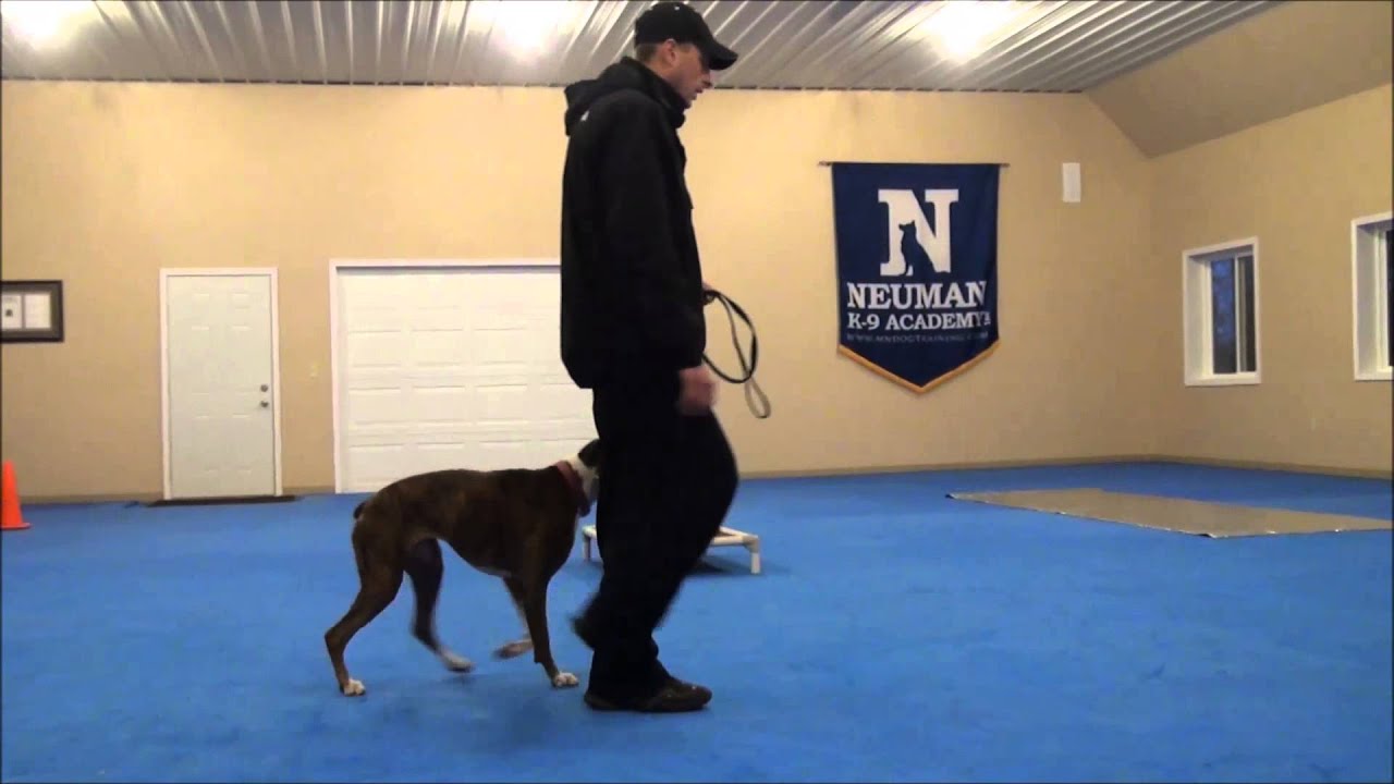 Sugar (Boxer) Boot Camp Dog Training Video