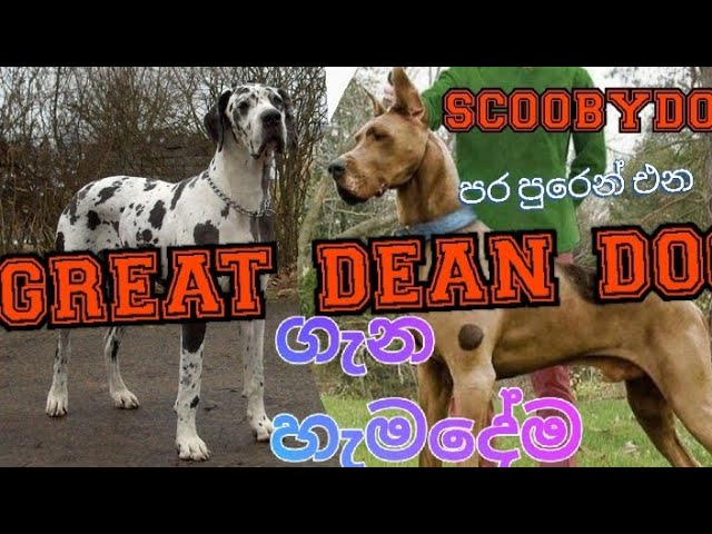 great dean  dog  ගැන හැමදේම සින්හලෙන්/great dean dog care in sinhala #Sl Animal Care tube