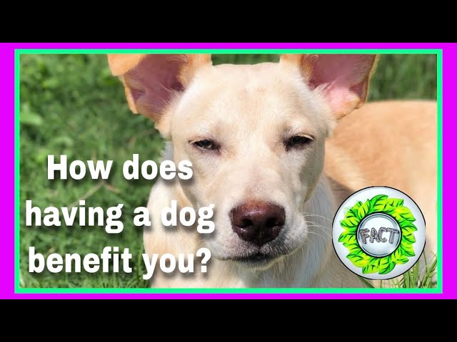 Have you wonder the benefits of having a dog? | Why it helps you? | FAMTayo #67