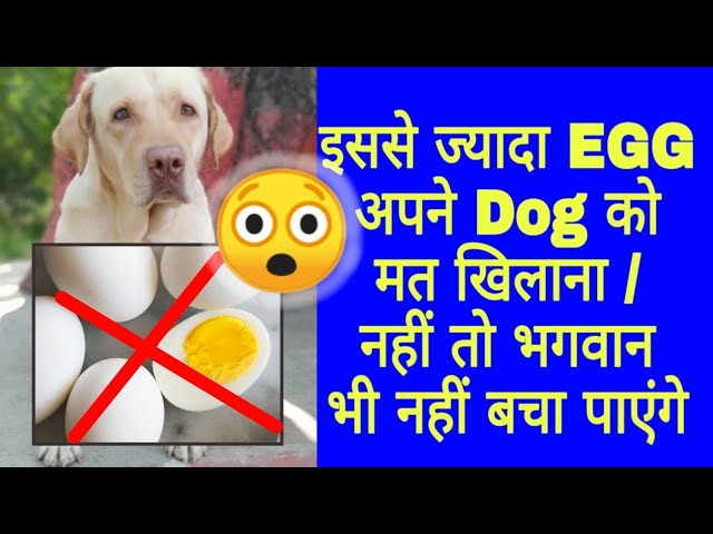 How many eggs are safe for your dog