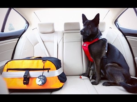 Dog Safety/Seatbelts for Dogs: A How-To