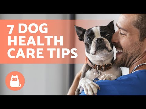 7 TIPS to CARE for Your DOG’S HEALTH