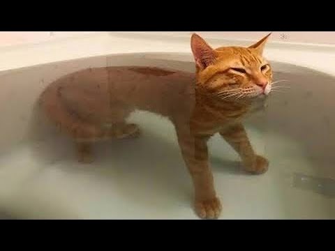 Funniest Cats – Best Of The 2022 Funny Cat Videos – Funny Cats HD