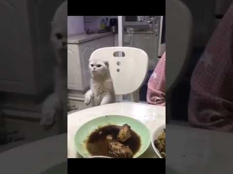 Funny cat and dog videos try not to laugh impossible | Funny video animals short | Kiki Funny