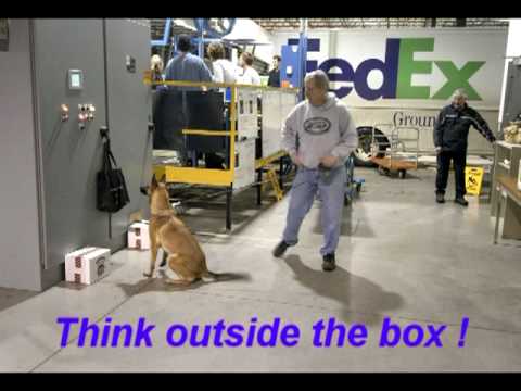 Detection Dog Training with the K-9 BSD