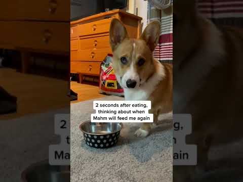 Corgi Dog Always Wants to Eat! | Relatable Dog Humor