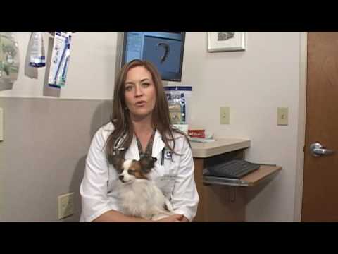 Dog Health Treatment & Advice : How to Treat Canine Constipation