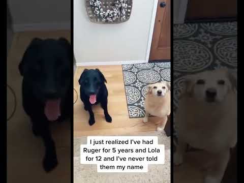 Cute and Funny Cat and Dog Video Compilation #shorts #264