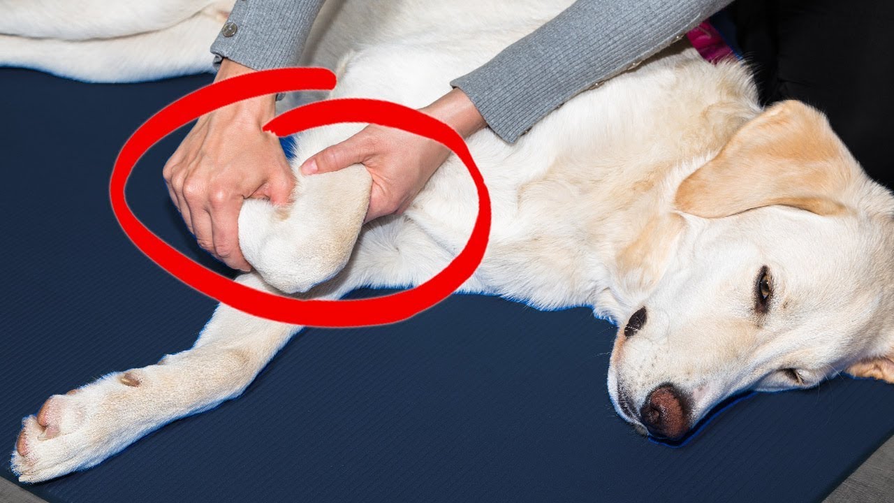 Joint Pain in Dogs? Try This! | Ultimate Pet Nutrition – Dog Health Tips