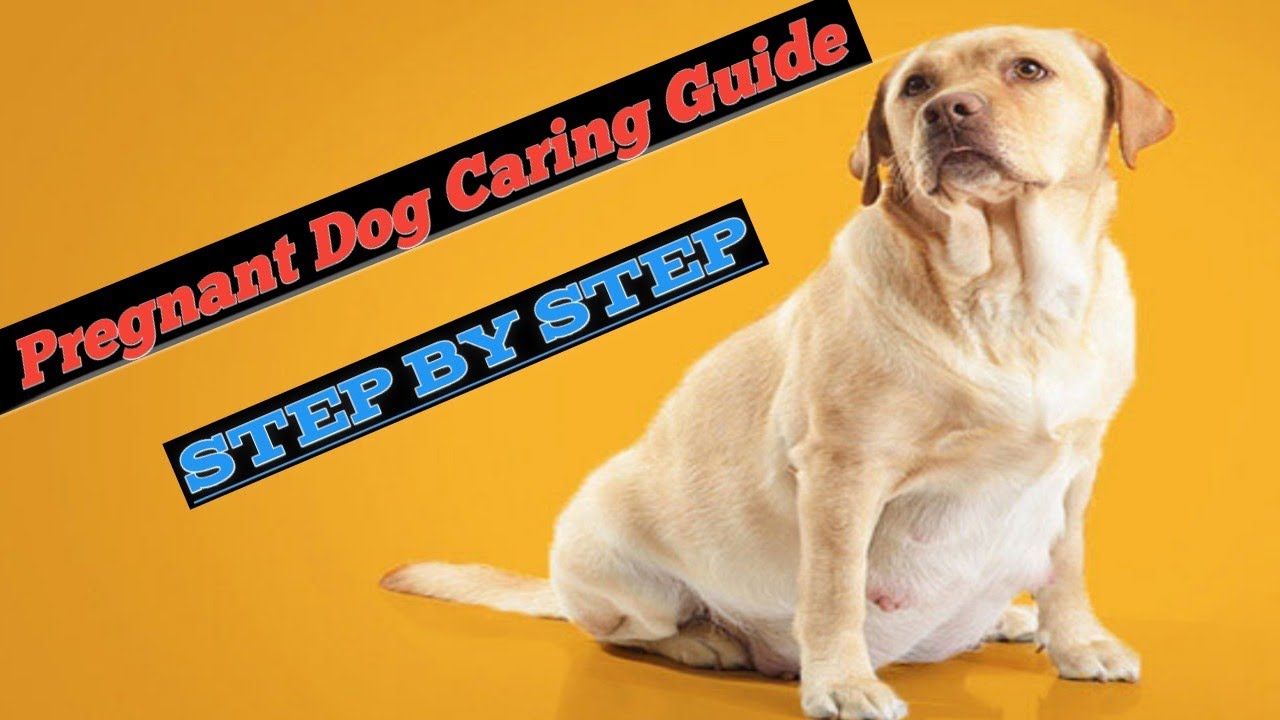 Pregnant dog care week by week |Pregnant dog diet | Justdog