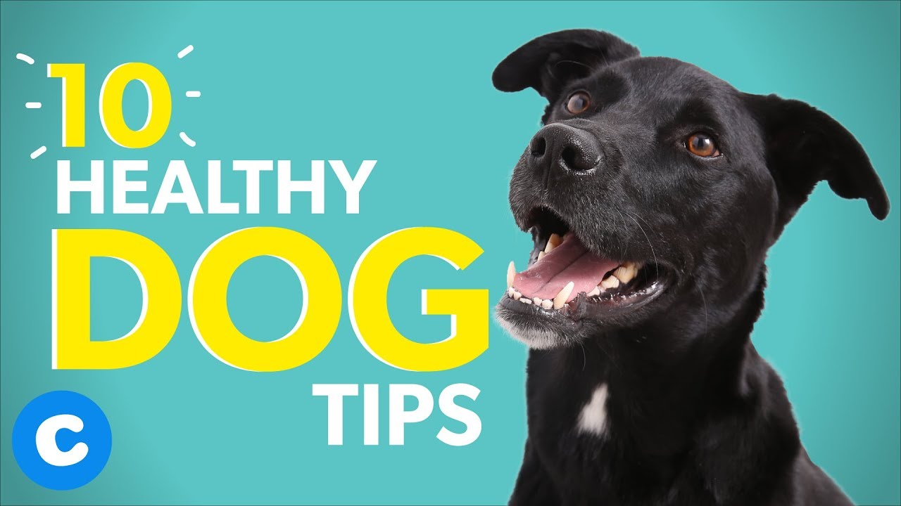 10 Healthy Dog Tips to Help Your Dog Live Longer | Chewy