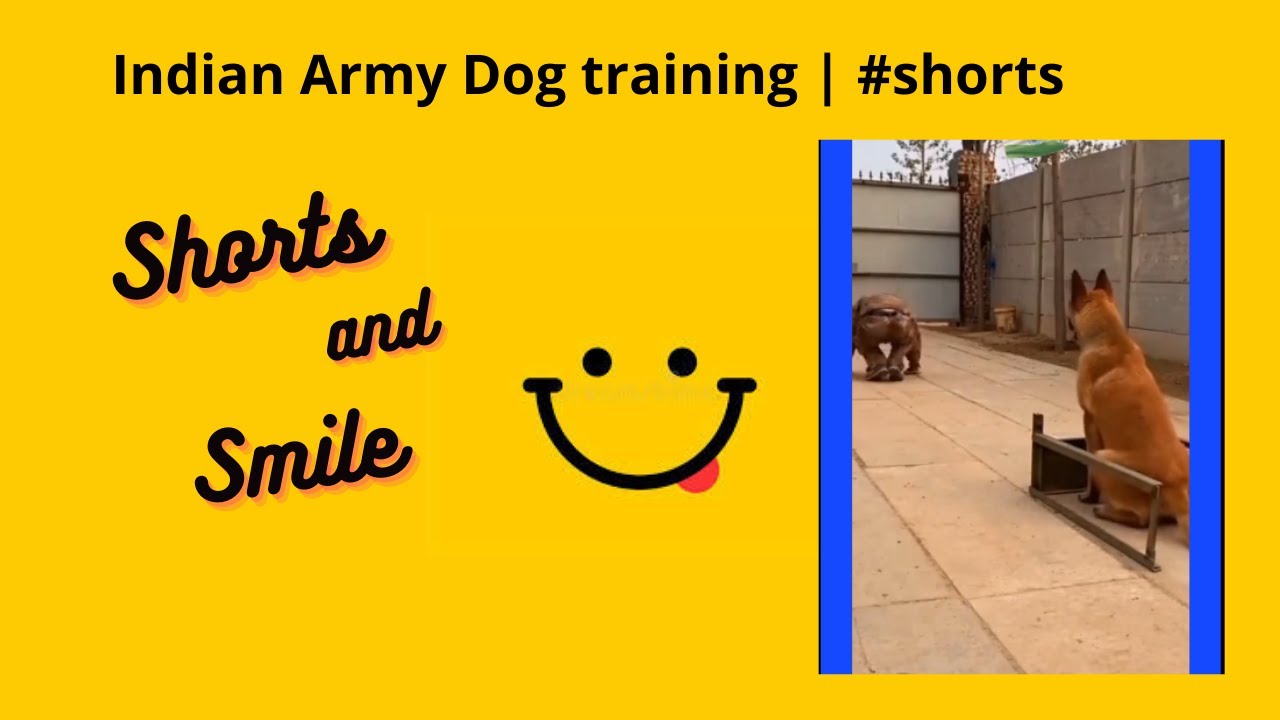 Indian Army Dog training video | #shorts