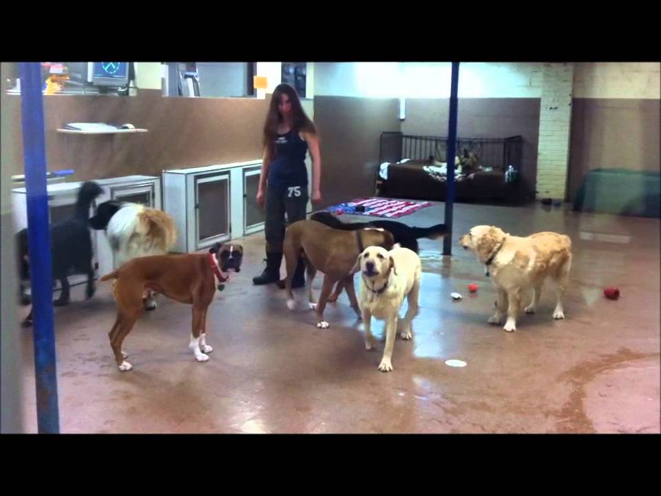 Tour our Cagefree Boarding and Dog Daycare Centre