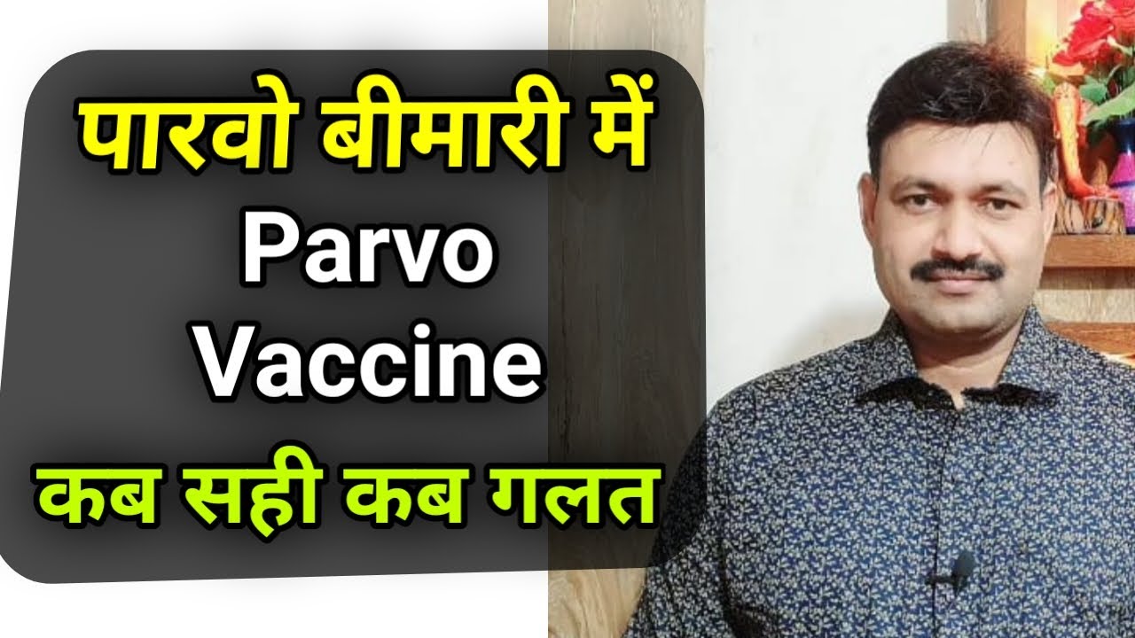 Parvo Vaccine for Dogs During Disease      Ramawat Dog care