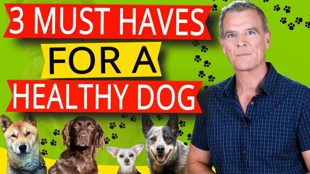 How To Keep Your Dog Healthy Naturally (3 KEY Steps To A Healthy Dog)