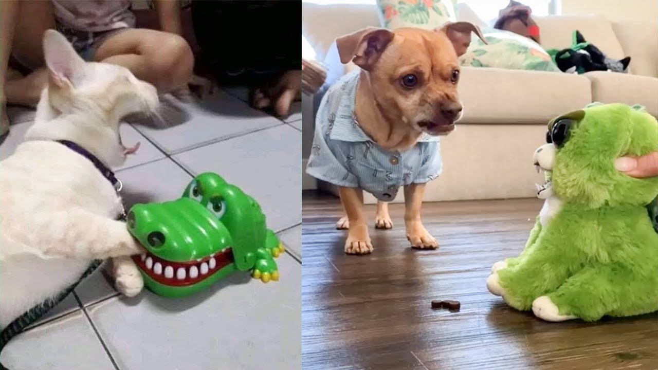 Dog and Cat Reaction to Toy – Funny Dog & Cat Toy Reaction Compilation