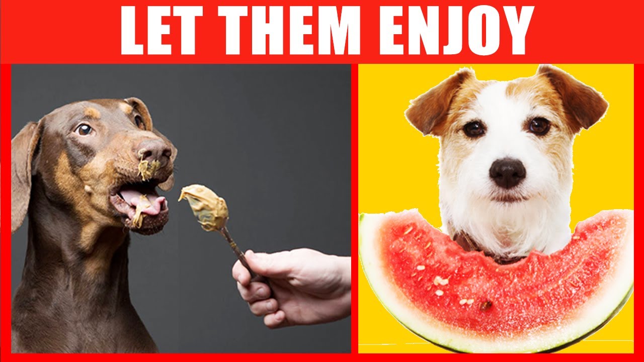 Human Foods that Are Actually Good for Dogs